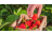 Istruzioni facili per coltivare fragole dolci anche per i principianti