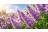 Quiz: Fiorisce, non fiorisce... Sapete di cosa hanno davvero bisogno le vostre piante?