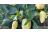 Peperoni carichi di frutti già all