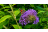 Perché la buddleia non fiorisce? Coltivazione, potatura e consigli per una fioritura abbondante
